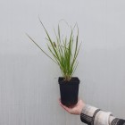 Trawa Sesleria Sadleriana tatrzańska 1L