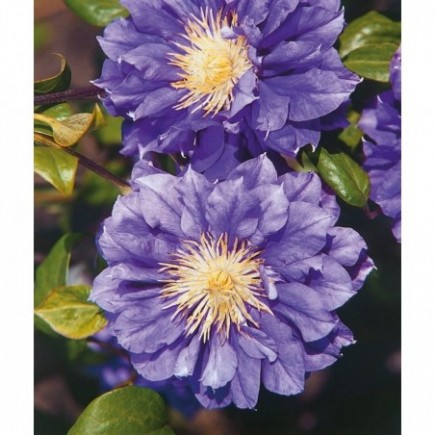 Clematis Kiri Te Kanawa 1L