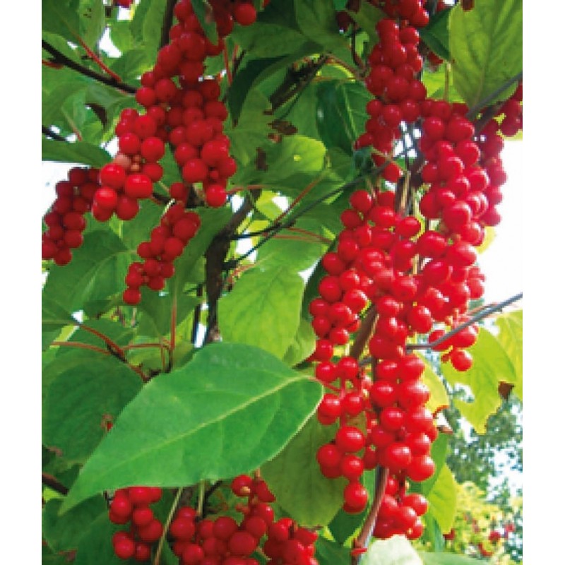 Schizandra chinensis Schizandra chinensis (Schisandra chinensis)