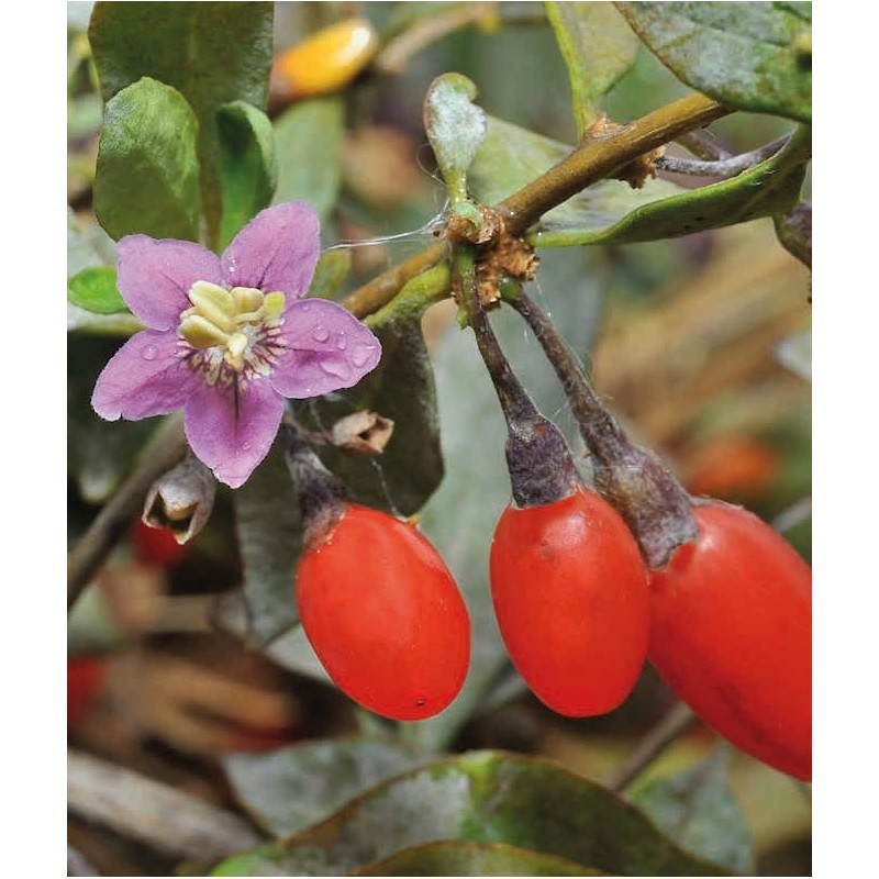 Goji berry ’Chinese wolfberry’ Goji berry ’Chinese wolfberry’ (Lycium