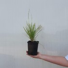 Trawa Sesleria jesienna 1L