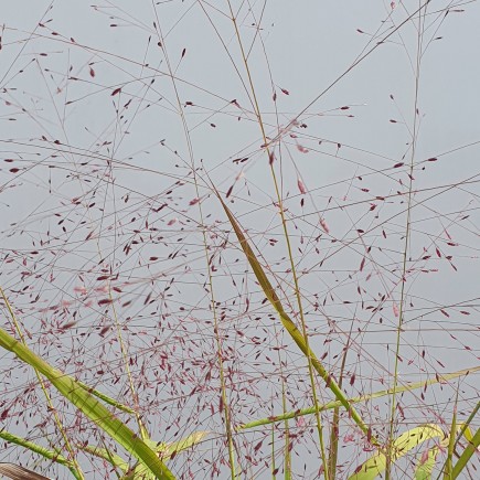 Trawa Miłka okazała Eragrostis spectabilis 1L