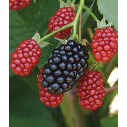 Blackberry Black Satin 1L