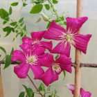 Powojnik Clematis wielkokwiatowy Sunset 1L