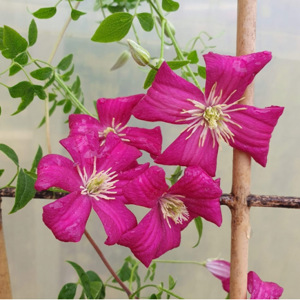 Powojnik Clematis...