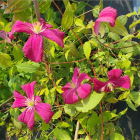 Powojnik Clematis wielkokwiatowy Sunset 1L