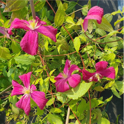 Powojnik Clematis wielkokwiatowy Sunset 1L