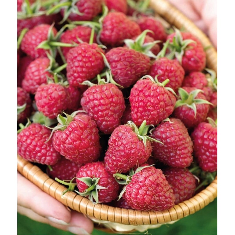 Rote Himbeere ’Polka’ Rote Himbeere ‘Polka’ (Rubusidaeus ’Polka’)