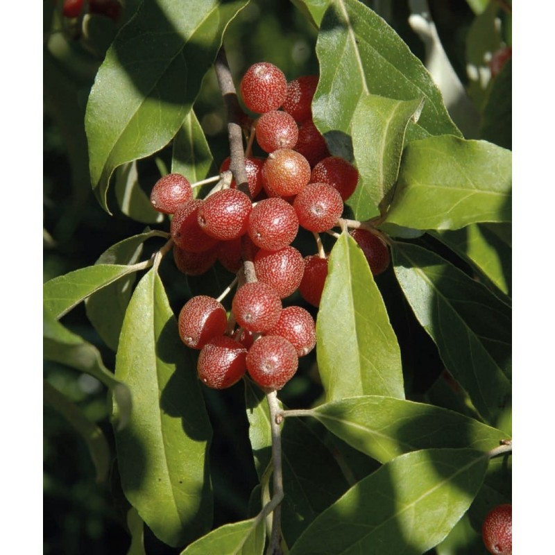Лох узколистный Лох узколистный (Elaeagnus umbellata )