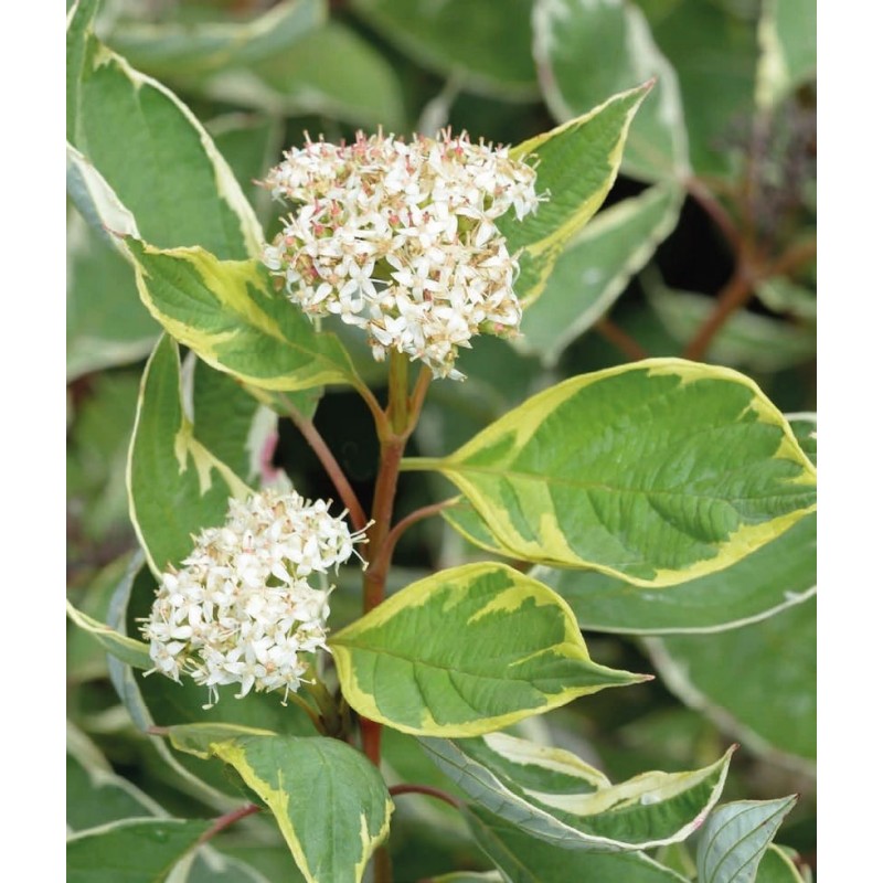 Кизил белый ’Сибирика’ Кизил белый ’Сибирика’ (Cornus alba ’Sibirica’)