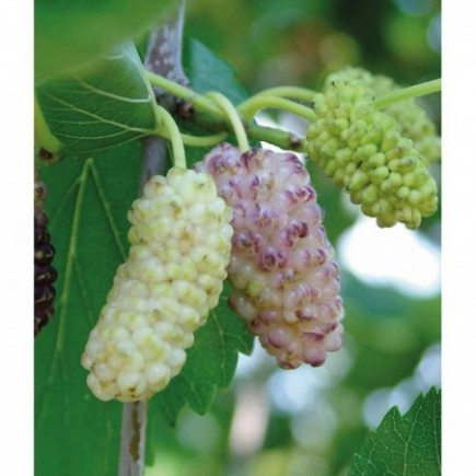 White mulberry 1L