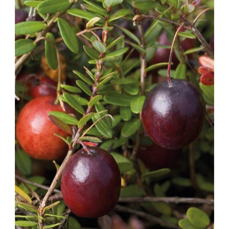 Клюква крупноплодная ’Пилигрим’ Kлюква крупноплодная ’Пилигрим’ (Vaccinium