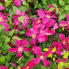 Powojnik Clematis wielkokwiatowy Sunset 1L