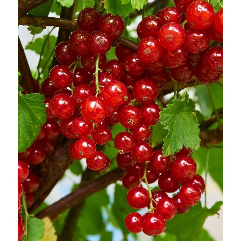 Rote Johannisbeere 'Rondom' Rote Johannisbeere 'Rondom' (Ribes rubrum