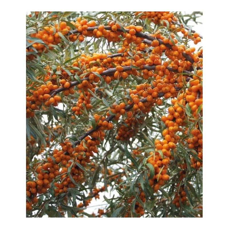 Sea buckthorn ’Podarok Sadu’ Sea buckthorn ’Podarok Sadu’ (Hippophaë