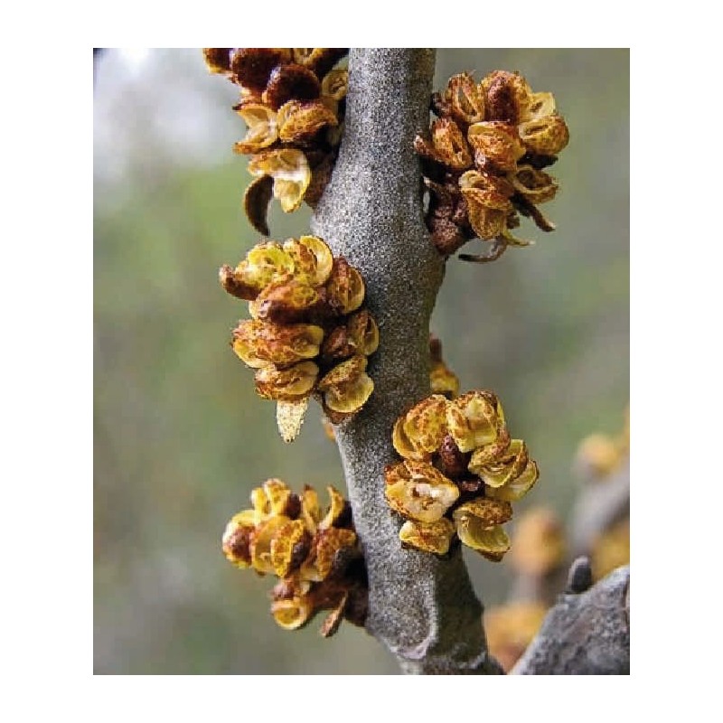 Rokitnik męski Hippophae rhamnoides (Hippophaë rhamnoides)