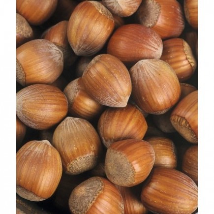 Common Hazel 1L