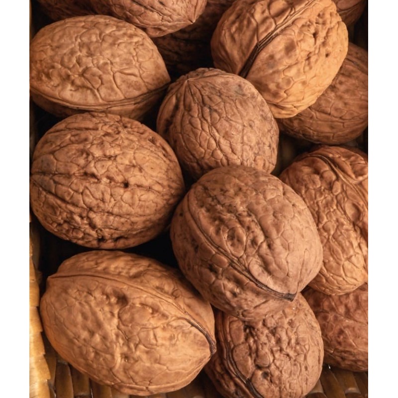 Orzech włoski Orzech włoski (Juglans regia)
Opis ogólny: