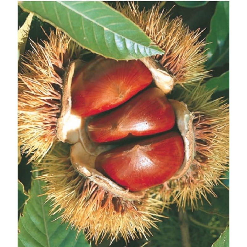 Sweet chestnut Sweet chestnut ( Castanea sativa )
A