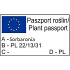 Aronia śliwolistna Viking 2L