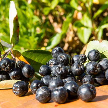 Aronia śliwolistna Viking 2L