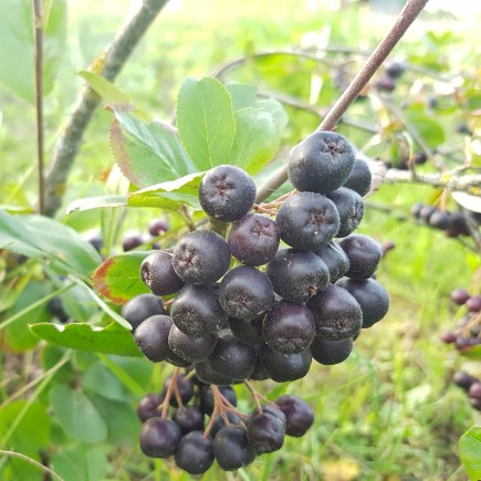 Aronia śliwolistna Viking 2L
