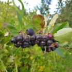 Aronia śliwolistna Viking 2L