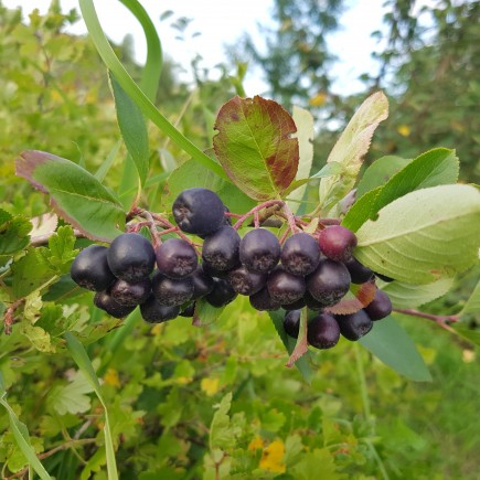Aronia śliwolistna Viking 2L