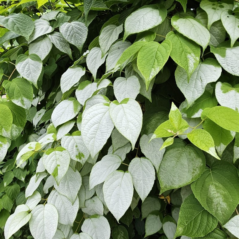 Aktinidia Ussuryjska 2L