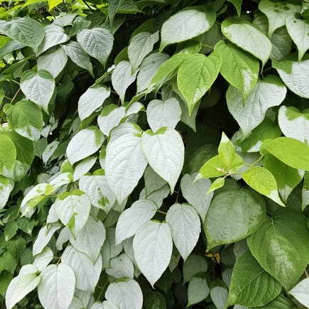 Aktinidia Ussuryjska 2L