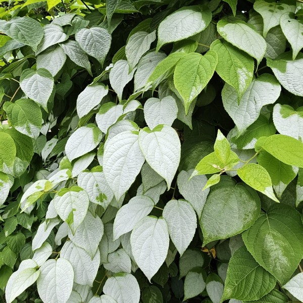 Aktinidia Ussuryjska 2L