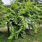 Aktinidia Ussuryjska 2L
