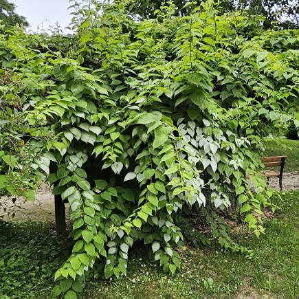 Aktinidia Ussuryjska 2L