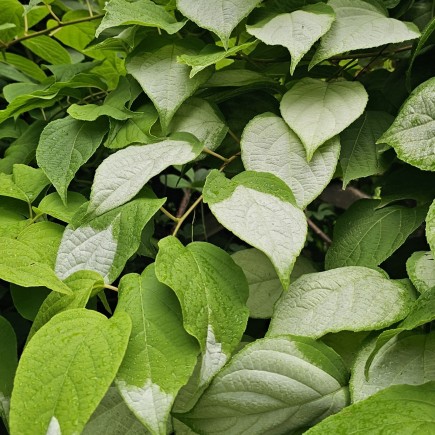 Aktinidia Ussuryjska 2L