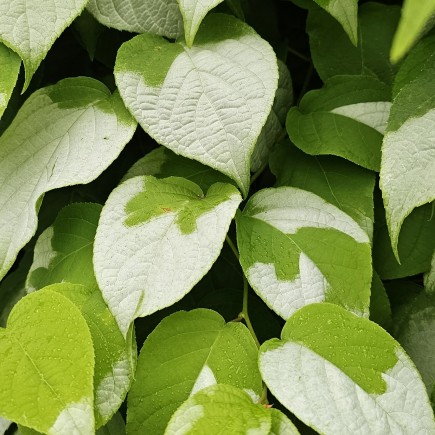 Aktinidia Ussuryjska 2L