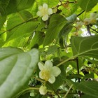 Aktinidia Ussuryjska 2L