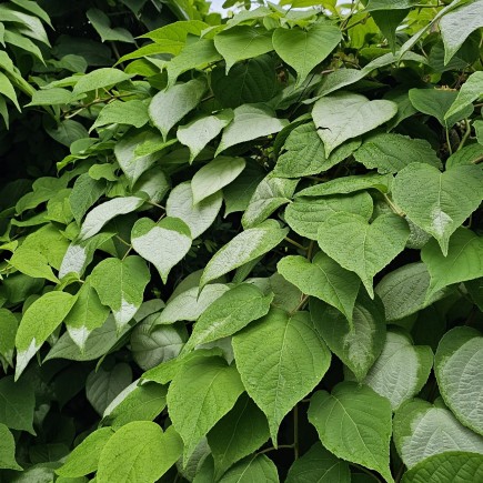 Aktinidia Ussuryjska 2L