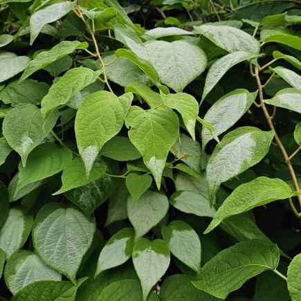 Aktinidia Ussuryjska 2L