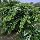 Aktinidia Ussuryjska 2L