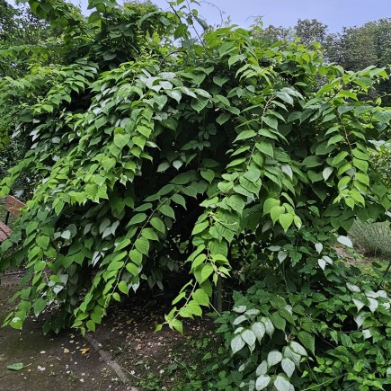 Aktinidia Ussuryjska 2L