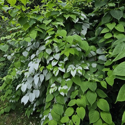 Aktinidia Ussuryjska 2L