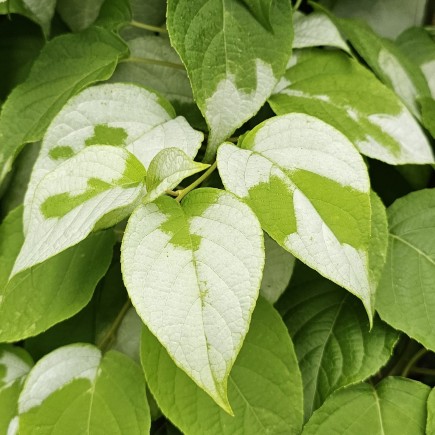 Aktinidia Ussuryjska 2L