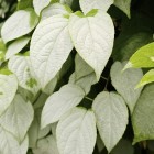 Aktinidia Ussuryjska 2L