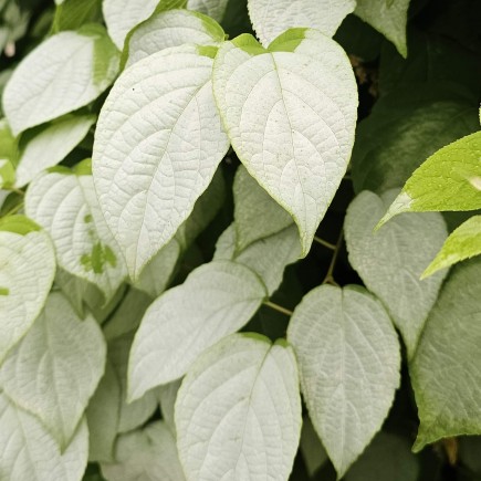 Aktinidia Ussuryjska 2L