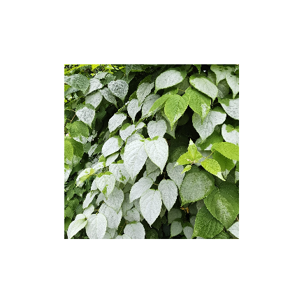 Aktinidia Ussuryjska 2L