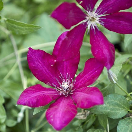 Powojnik Clematis wielkokwiatowy Solidarność 1L