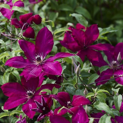 Powojnik Clematis...