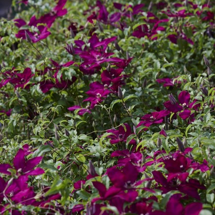 Powojnik Clematis wielkokwiatowy Solidarność 1L