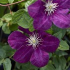 Powojnik Clematis wielkokwiatowy Monte Cassino 1L