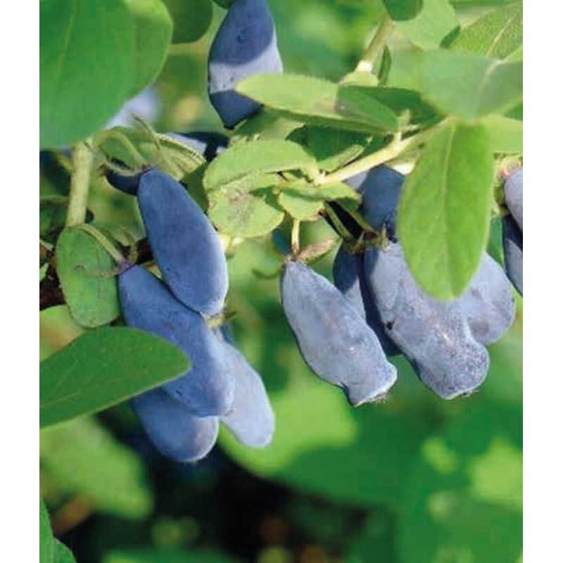 Kamchatka Berry ’Karina’ Kamchatka Berry ’Karina’ (Lonicera kamtchatica